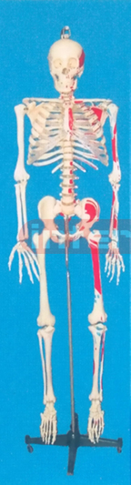 168CM TALL, MALE, ADULT, CLEAR CARTILAGE, INFLEXIBLE SPINE, LEFT MUSCLE ATTACHMENTS WITH PAINTS, NUMBERED SKELETON WITH REMOVABLE IRON STAND.